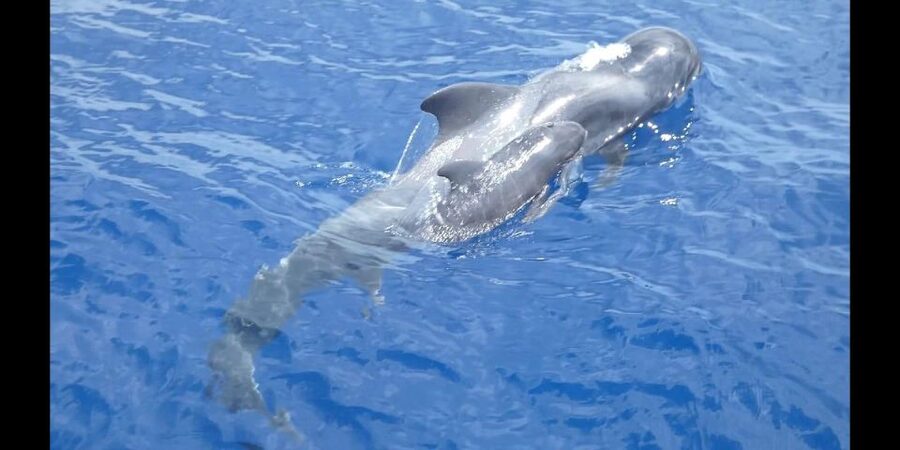 Costa Adeje: Whale and Dolphin Cruise with Food and Pickup - Diego Hernandez Bay brings a welcome change of pace