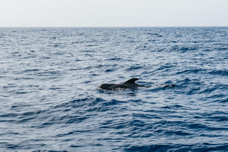 Costa Adeje: Whale & Dolphin Eco-Cruise with Snacks & Drinks - Three hours or five hours?