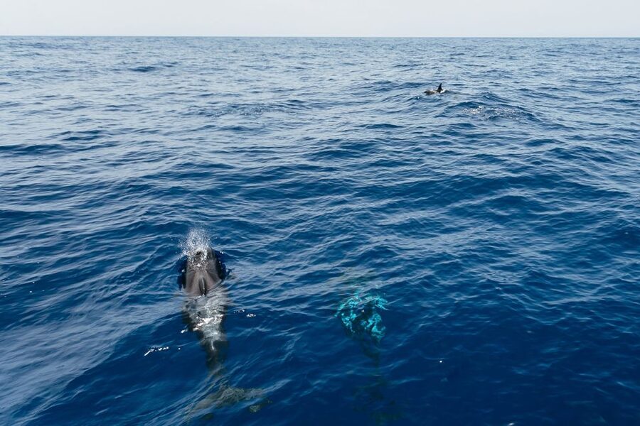 Costa Adeje: Whale Watching Catamaran Tour with Drinks - Why pilot whales are the main event