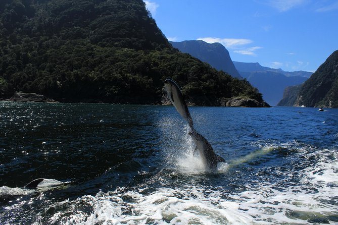 Cruise Milford NZ Small Boutique Cruise Experience - Price, parking, and real value