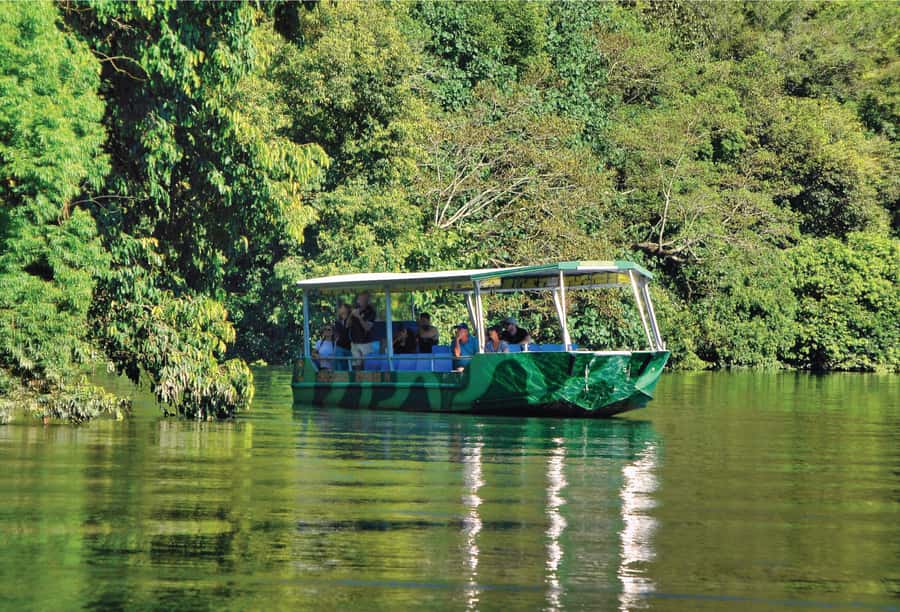 Daintree: River Rainforest Crocodile & Wildlife Cruise (DV) - A one-hour cruise through crocodile country