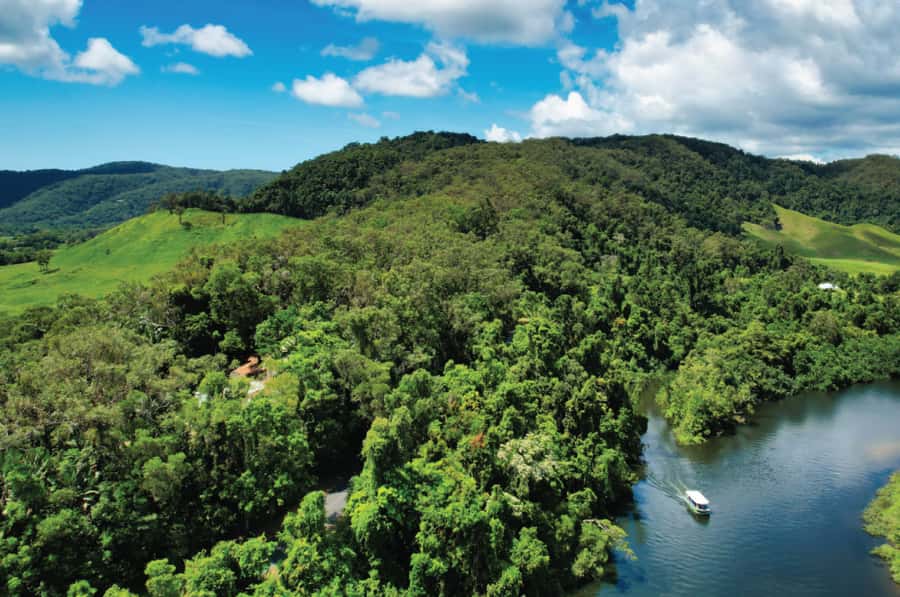 Daintree: River Rainforest Crocodile & Wildlife Cruise (DV) - The Lower Daintree route and its mangroves