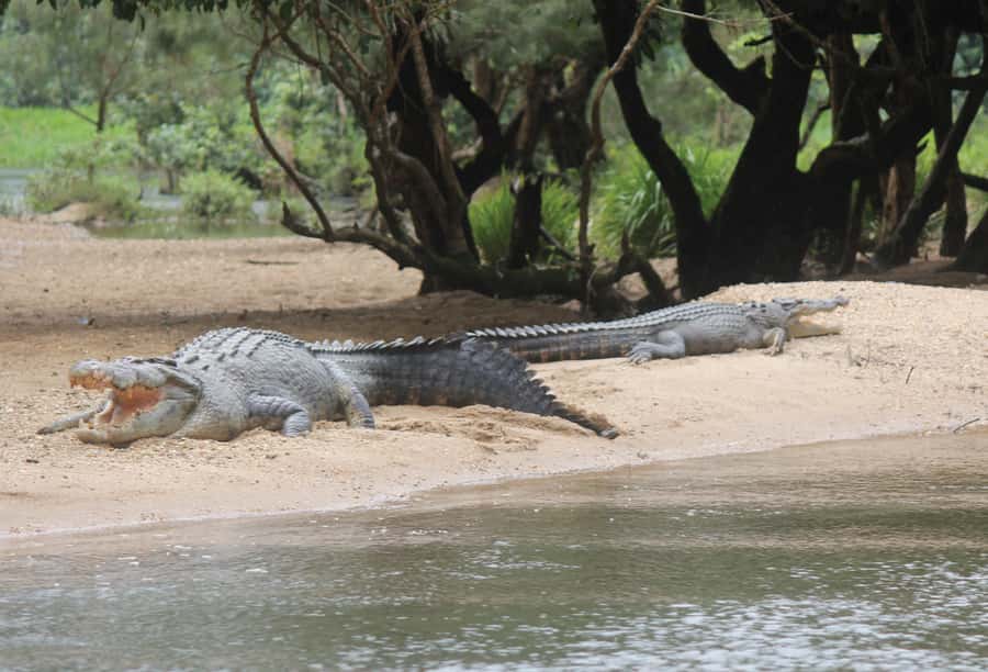Daintree: River Rainforest Crocodile & Wildlife Cruise (DV) - What you might see from the boat