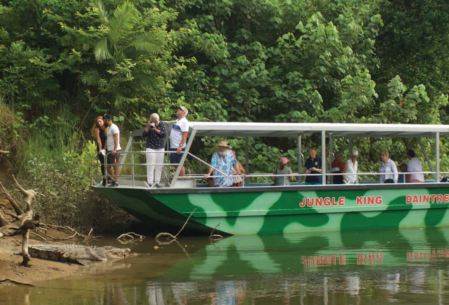 Daintree: River Rainforest Crocodile & Wildlife Cruise (DV) - Guides who turn sightings into stories