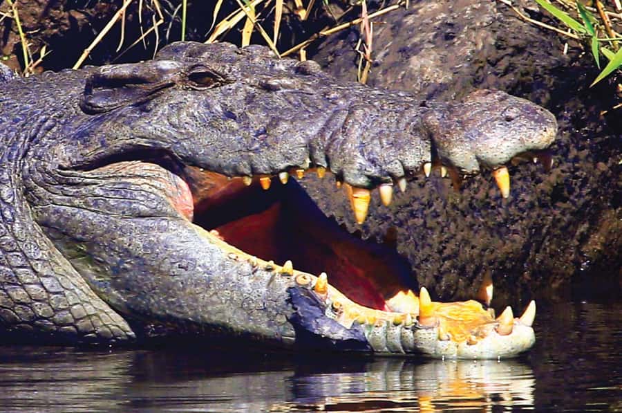 Daintree: River Rainforest Crocodile & Wildlife Cruise (DV) - Weather, tide, and the best chance of crocodiles