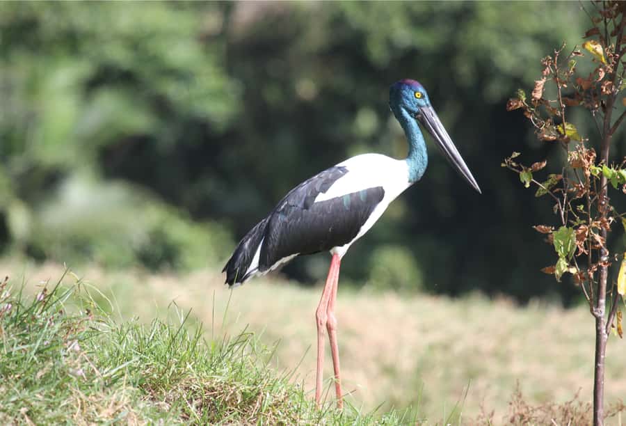 Daintree: River Rainforest Crocodile & Wildlife Cruise (DV) - Is the ticket good value?