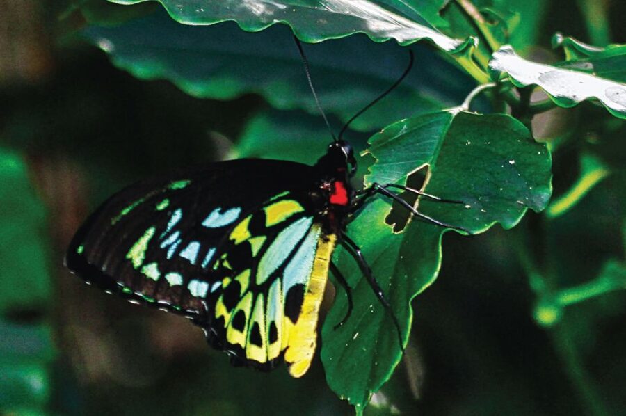 Daintree: River Rainforest Crocodile & Wildlife Cruise (DV) - How to fit both routes into your day