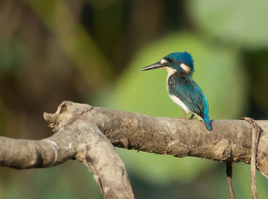 Darwin: Mary River Wetlands Wildlife Cruise with Lunch - The 2.5-hour Mary River cruise