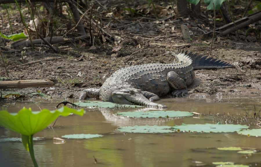 Darwin: Mary River Wetlands Wildlife Cruise with Lunch - Lunch with crocodiles nearby
