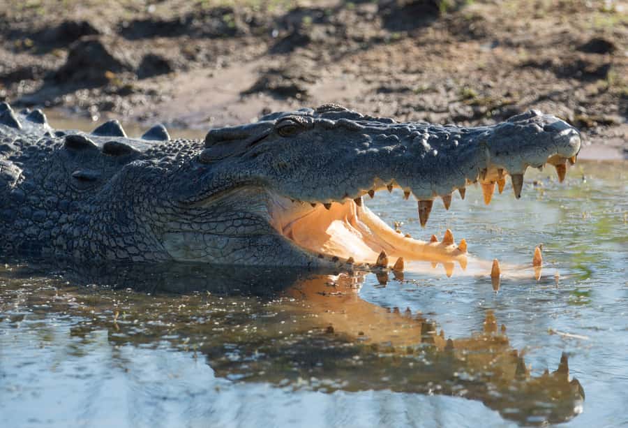 Darwin: Mary River Wetlands Wildlife Cruise with Lunch - What the guides add to the day