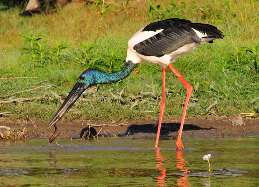 Darwin: Mary River Wetlands Wildlife Cruise with Lunch - Is $166 good value?