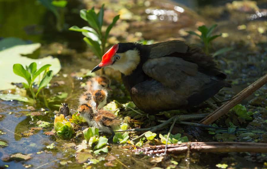 Darwin: Mary River Wetlands Wildlife Cruise with Lunch - Timing, weather, and practical comfort
