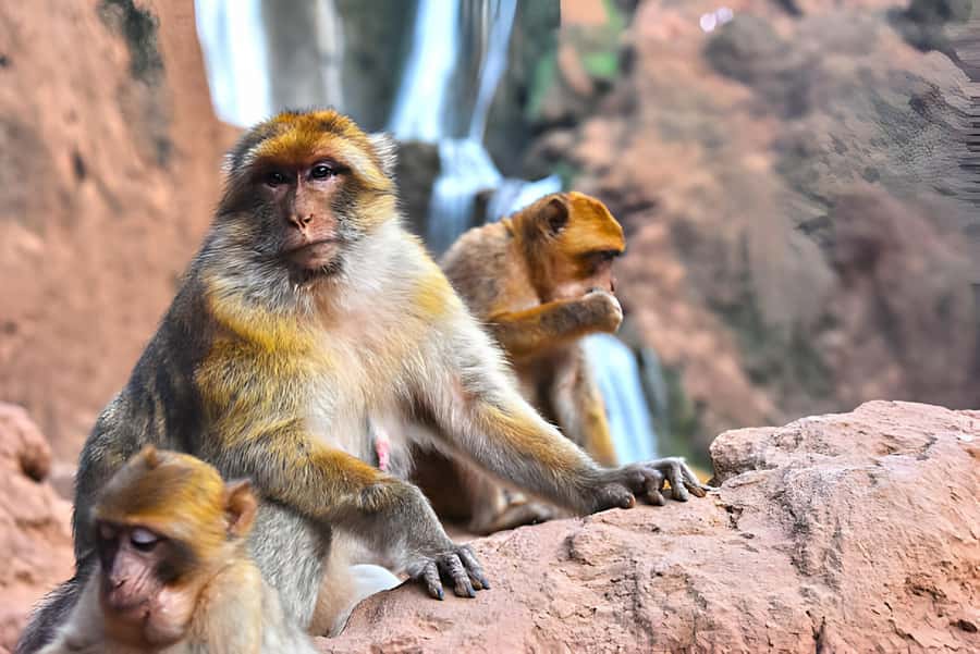 Day Trip To Ouzoud Waterfalls (Guide Hik & Boat option) - Why Ouzoud makes a strong day trip from Marrakech
