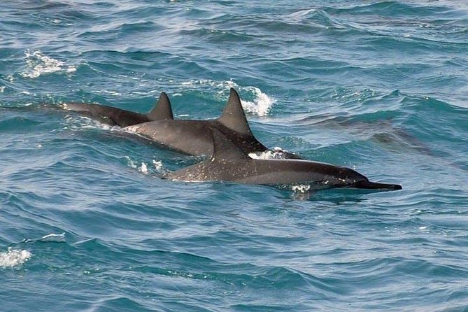 Deluxe Snorkel & Dolphin Watch Aboard a Luxury Catamaran from Kailua-Kona - The snorkeling question you should answer honestly