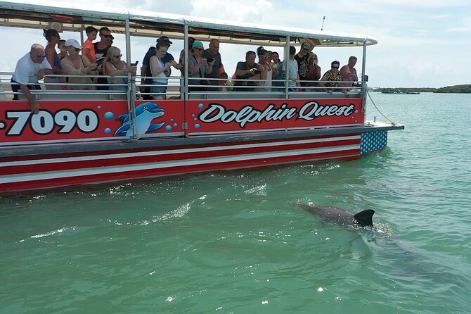 Dolphin Watching/Eco Cruise, John's Pass, Madeira Bch, FL - Key things to know before you go