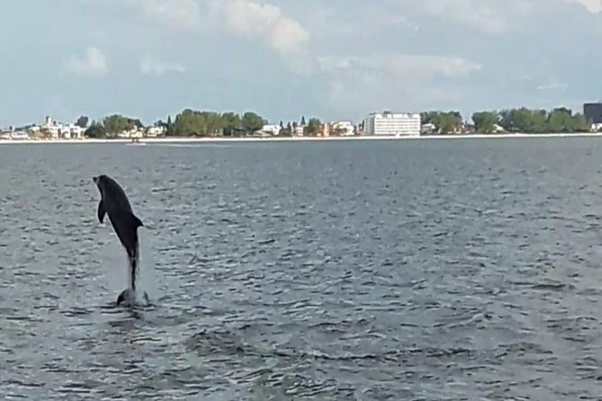 Dolphin Watching/Eco Cruise, John's Pass, Madeira Bch, FL - Watching bottlenose dolphins in their own water