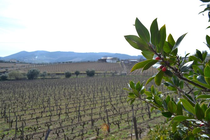 Douro Valley Tour: 2 Vineyard Visits, River Cruise, Winery Lunch - Guides, vehicles, and the value of the day