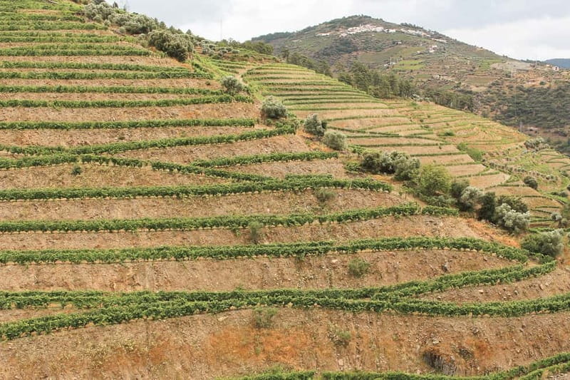 Douro Valley: Tour with Wine Tastings, Lunch, and Boat Ride - What the $169 price includes