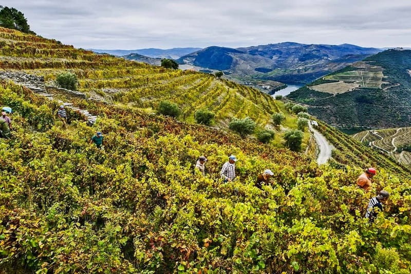 Douro Valley with Two Winery, Boat Trip and Lunch From Porto - Who should book this experience?