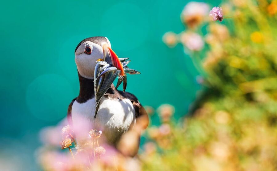 Dublin: Howth Coast and Ireland's Eye Boat Tour - Is $27 a fair price?