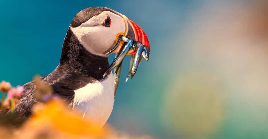 Dublin: Howth Coast and Ireland's Eye Boat Tour - Ireland’s Eye and the island’s wildlife