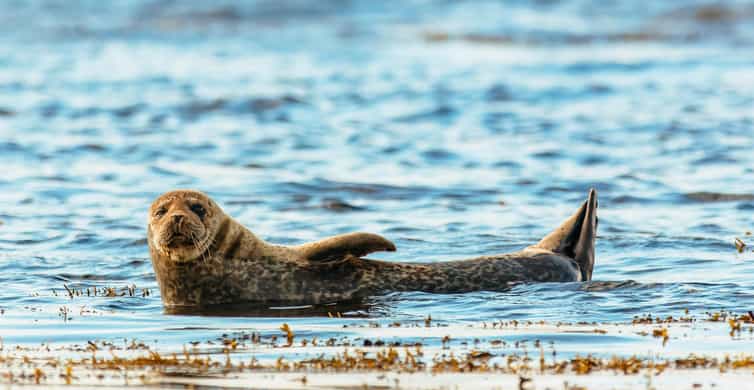 Dublin: Howth Coastal Boat Tour - Key points before you book