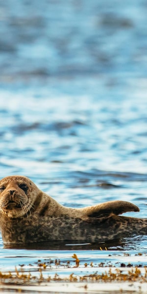 Dublin: Howth Coastal Boat Tour - Circling Ireland’s Eye