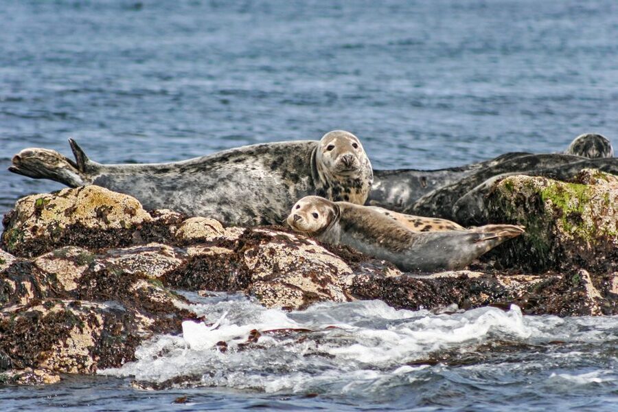Edinburgh: 'Firth of Forth' Three Bridges Sightseeing Cruise - Watching for seals, birds, and puffins