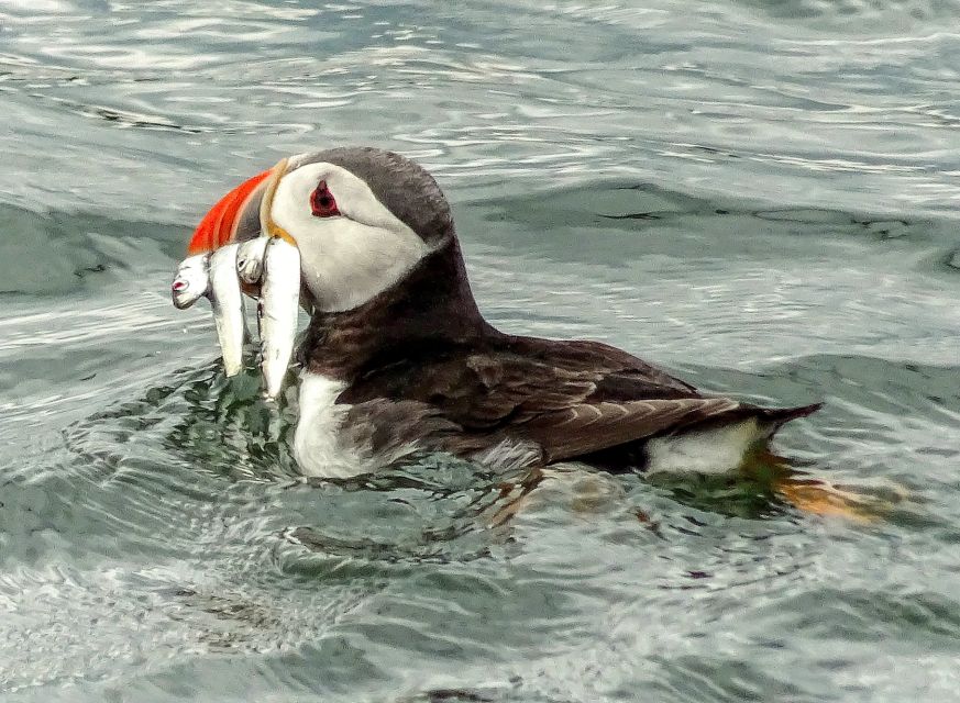 Edinburgh: 'Firth of Forth' Three Bridges Sightseeing Cruise - Helpful planning advice for families and photographers