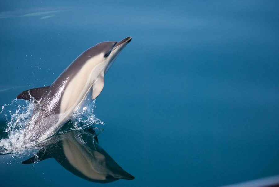 Estepona: Dolphin Watching Sailboat Cruise with Drink - Key Points Before You Book