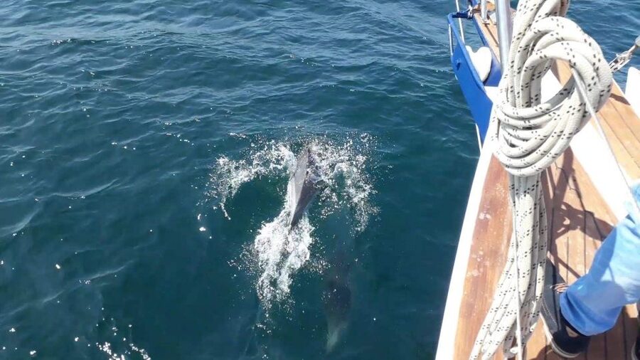 Estepona: Dolphin Watching Sailboat Cruise with Drink - The Included Drink and Onboard Atmosphere