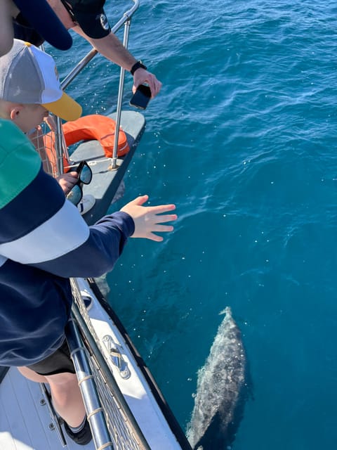 Estepona: Dolphins Searching Sea Cruise with Drink & Snacks - The optional swim stop
