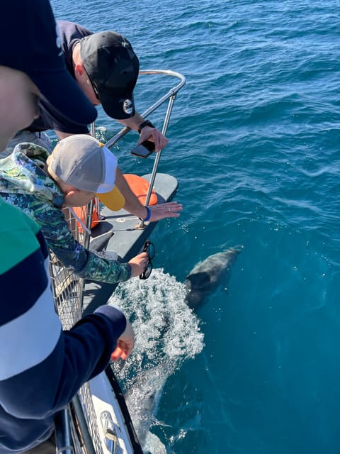 Estepona: Dolphins Searching Sea Cruise with Drink & Snacks - Cruising the Bay of Estepona