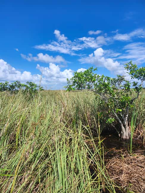 Everglades Eco Airboat Small-Group Tour & 2 Private Islands - Why this Everglades trip feels different