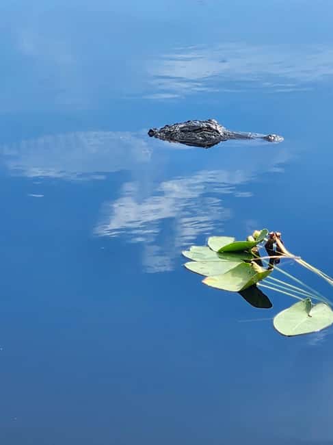 Everglades Eco Airboat Small-Group Tour & 2 Private Islands - Two private islands with a Miccosukee connection
