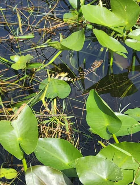 Everglades Eco Airboat Small-Group Tour & 2 Private Islands - The Miccosukee village and craft store