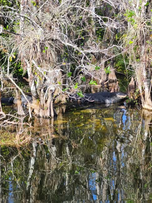 Everglades Eco Airboat Small-Group Tour & 2 Private Islands - How much value do you get for $138?