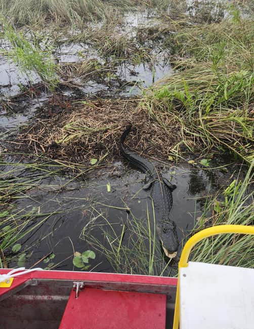 Everglades Eco Airboat Small-Group Tour & 2 Private Islands - Water levels can change the airboat location
