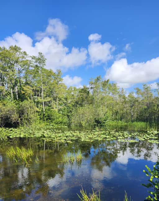 Everglades Eco Airboat Small-Group Tour & 2 Private Islands - The one-hour ride through sawgrass and cypress
