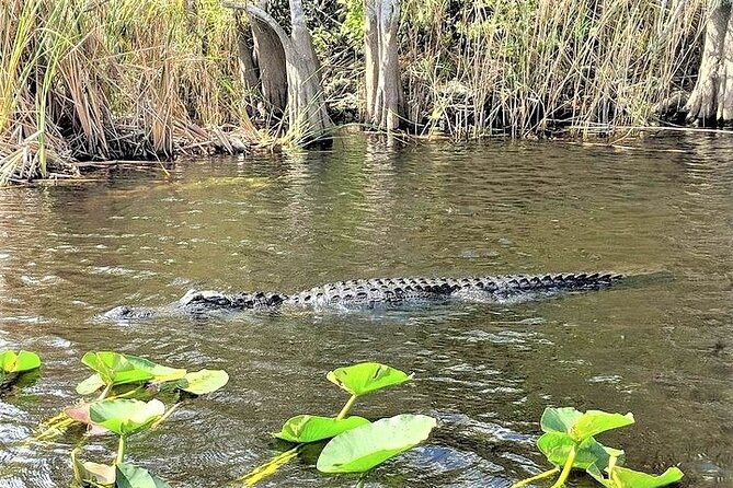 Everglades Holiday Park Airboat Tours & Rides - Price and what you receive for $47.46