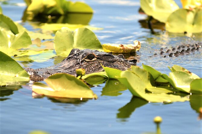 Everglades Holiday Park Airboat Tours & Rides - Practical tips that make the visit easier