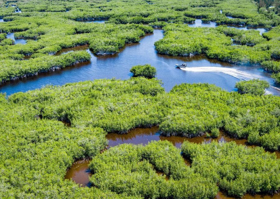 Everglades: Mangrove Maze Airboat Tour and Boardwalk - What the Jungle Erv’s tour actually includes