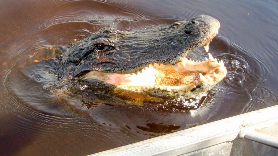 Everglades: Mangrove Maze Airboat Tour and Boardwalk - The 50-minute mangrove airboat ride