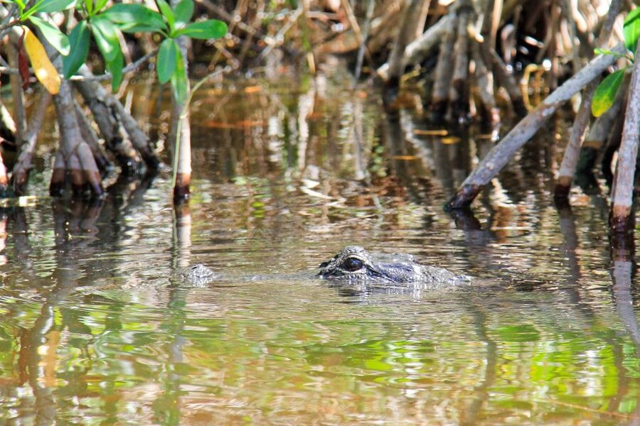 Everglades: Mangrove Maze Airboat Tour and Boardwalk - The optional buggy and cypress forest upgrade