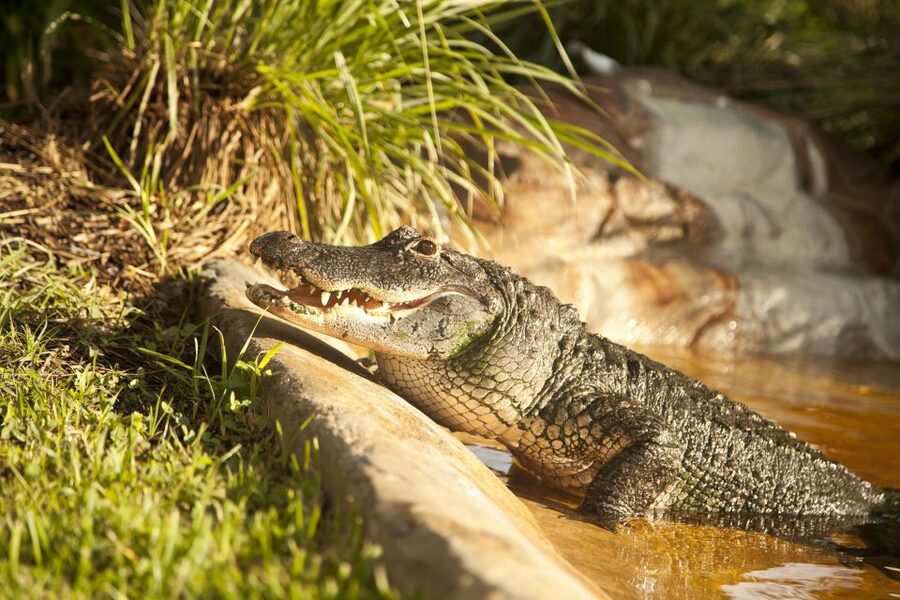 Everglades: Sawgrass Park Day Time Airboat Tour & Exhibits - The reptile exhibit adds the close-up moment