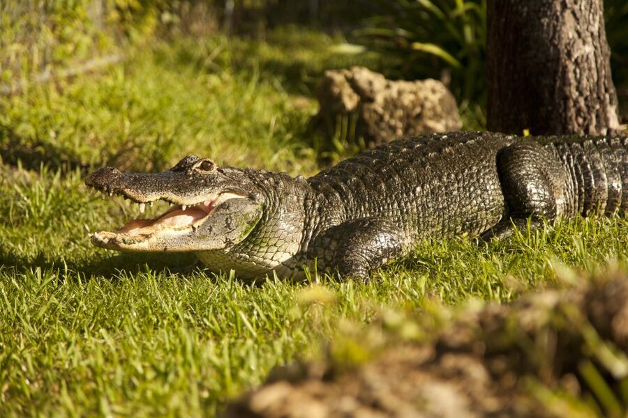 Everglades: Sawgrass Park Day Time Airboat Tour & Exhibits - Practical timing and cancellation advice
