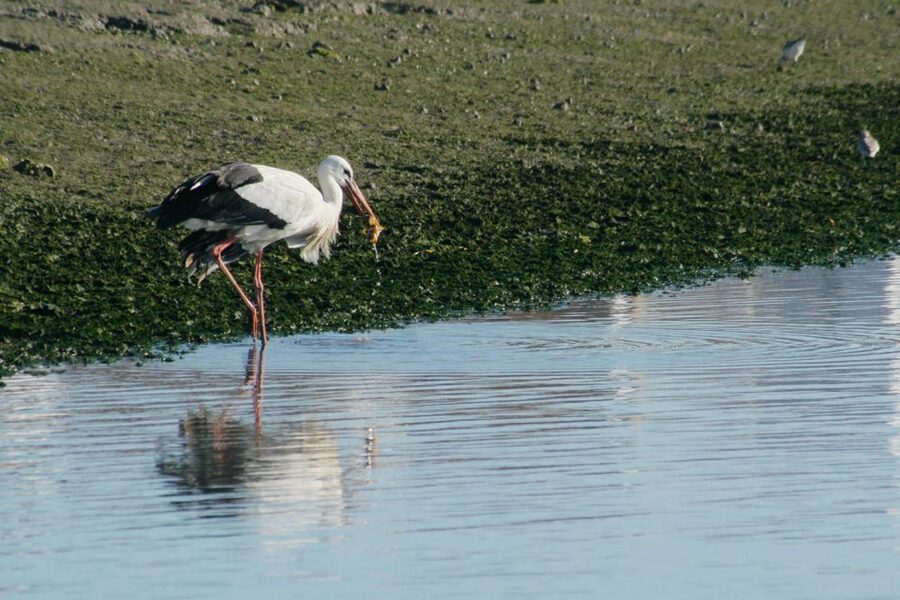 Faro: Eco-Friendly Ria Formosa Bird Watching in Solar Boat - Key details at a glance
