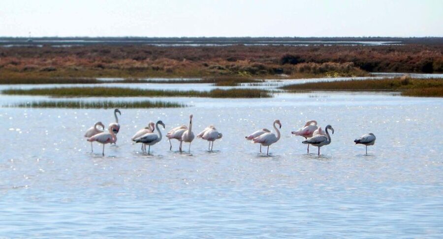 Faro: Eco-Friendly Ria Formosa Bird Watching in Solar Boat - What makes the guides important