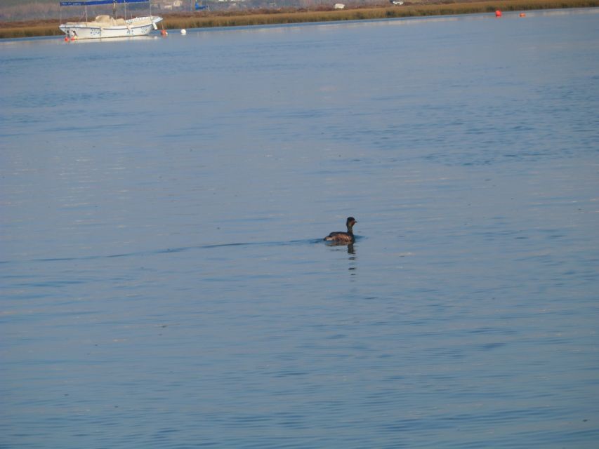 Faro: Eco-Friendly Ria Formosa Bird Watching in Solar Boat - Ria Formosa’s changing tidal world