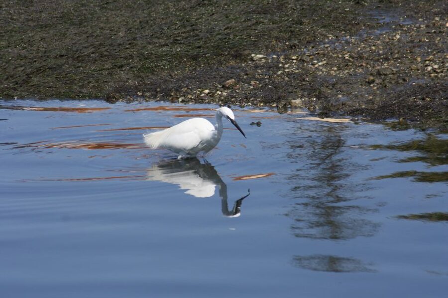 Faro: Eco-Friendly Ria Formosa Bird Watching in Solar Boat - The one-hour guided visit inside the park